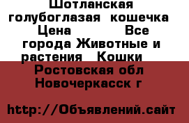 Шотланская голубоглазая  кошечка › Цена ­ 5 000 - Все города Животные и растения » Кошки   . Ростовская обл.,Новочеркасск г.